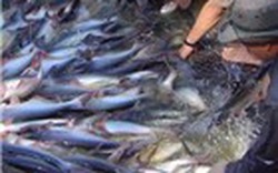 Xuất khẩu cá tra sang Thái Lan tăng mạnh