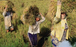 Tạm trữ lúa gạo đạt hơn 35% kế hoạch