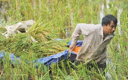 Thủ tướng Nguyễn Tấn Dũng: Rà soát ngay quy hoạch sản xuất lúa