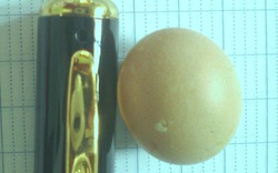 Cặp gà nòi đẻ trứng chỉ to bằng... đầu bút bi