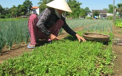 Hội An: Xây dựng nền nông nghiệp sinh thái hiện đại 