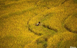 Đồng đất Việt Nam qua ống kính nhiếp ảnh gia người Pháp