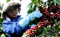 Lâm Đồng: Cho nông dân vay 3.200 tỷ đồng cải tạo vườn cà phê