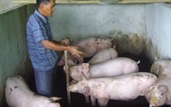 Nuôi lợn sử dụng đệm lót sinh học: Sớm công nhận là tiến bộ kỹ thuật 