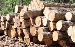 Chủ tịch MTTQ xã  vận chuyển gỗ trái phép