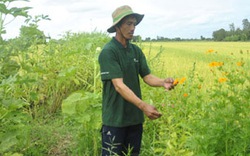 “Công nghệ sinh thái” trên cây lúa mang hiệu quả lớn