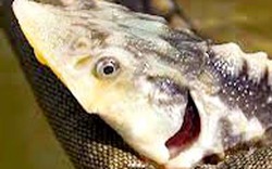  Đường dây “tẩy trắng” cá tầm lậu Bài 5: Làm “khai sinh” cho cá