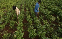 Hỗ trợ các nông hộ tái canh cây cà phê