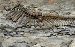 NÓNG: Khai quật được đuôi khủng long hoàn hảo