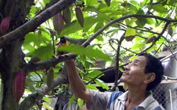 Nông dân Bến Tre: Đổ xô chặt bỏ ca cao, trồng bưởi da xanh