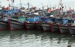 Nhiều tàu thuyền ở Đà Nẵng không mua bảo hiểm