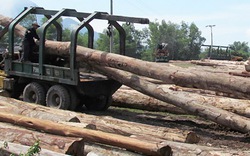 Siết chặt khai thác  rừng tự nhiên