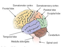 Bộ não và những điều kỳ diệu