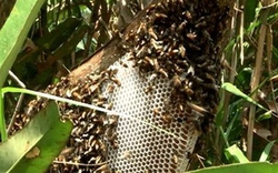 Nhân viên điện lực tử vong vì bầy ong lao vào đốt