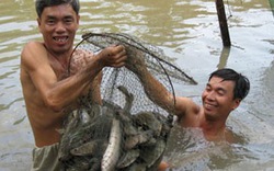 Cách quản lý chăm sóc cá lóc