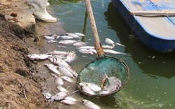 Đầu độc đìa nuôi cá bằng thuốc sâu