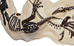 Hóa thạch “khủng long tử chiến” giá hàng triệu đô