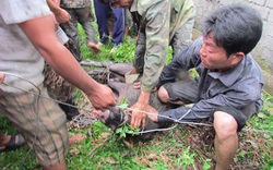 Cận cảnh phóng viên bị lợn rừng tấn công ở Nghệ An