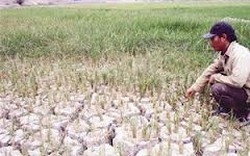 Long An: Thiệt hại 1.600ha lúa do khô hạn