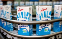 Sữa New Zealand nhiễm độc có bán tại Việt Nam