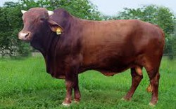 Bắc Kạn: “Ngân hàng bò” đạt hiệu quả cao