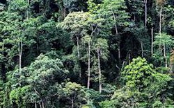Bảo vệ hiệu quả 0,57 triệu ha rừng nguyên sinh 