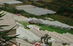 Phát triển nông nghiệp CNC ở Lâm Đồng: Lo âu từ nhà kính, nhà lưới