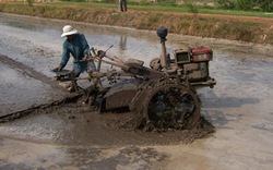 Cải tạo đất trồng màu để làm lúa thu đông