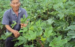 Lãi cao từ  trồng  đậu bắp trên đất lúa