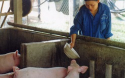 Lãi cao từ chăn nuôi  lợn VietGAHP 