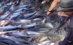 Thả nuôi cá tra ở ĐBSCL: Diện tích giảm, người nuôi thua lỗ