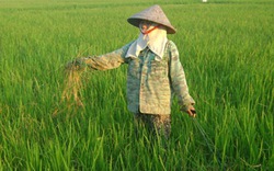 Báo động việc nông dân bỏ ruộng: Hạt lúa “trĩu nặng”  chi phí