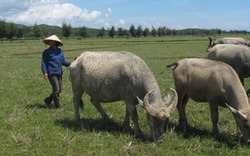   Báo động việc nông dân bỏ ruộng: Đồng lúa thành bãi  chăn trâu