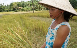 Không bỏ ruộng thì... đói