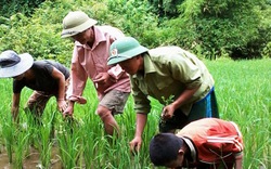 Người “tiên phong” của bản 