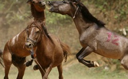 Hà Giang: Kịch tính hội chọi ngựa có một không hai