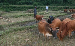 Hội nông dân Lai Châu: Đồng hành với nông dân xóa nghèo 