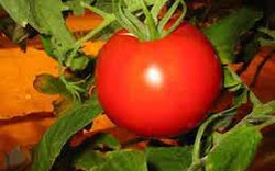Lâm Đồng: Sản xuất thử nghiệm cà chua công nghệ cao