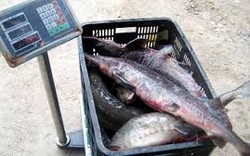 Quảng Ninh: Thu giữ 300kg cá tầm nhập lậu