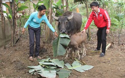 Phép màu đến với hộ nghèo