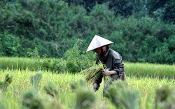 Đi qua những mùa gặt