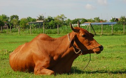 Đà Nẵng: Bơm nước vào bò nhằm tăng trọng
