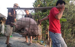 Gom lợn mỡ bán sang Trung Quốc
