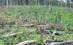 Bình Định: Rừng đầu nguồn bị chặt phá