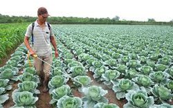 Tuyên Quang: Sản xuất rau theo tiêu chuẩn VietGAP