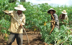 Nhu cầu sắn tươi tăng cao