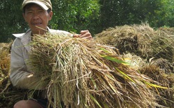 Đồng bằng sông Cửu Long:  Giá lúa rớt  thê thảm