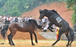 Hà Giang: Uy mãnh 32 chú ngựa tung vó vào trận thư hùng