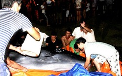 Cận cảnh hàng trăm người giải cứu cá voi khủng tại đảo Cô Tô