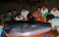 Quảng Ninh: Cả trăm người giải cứu cá voi khủng
